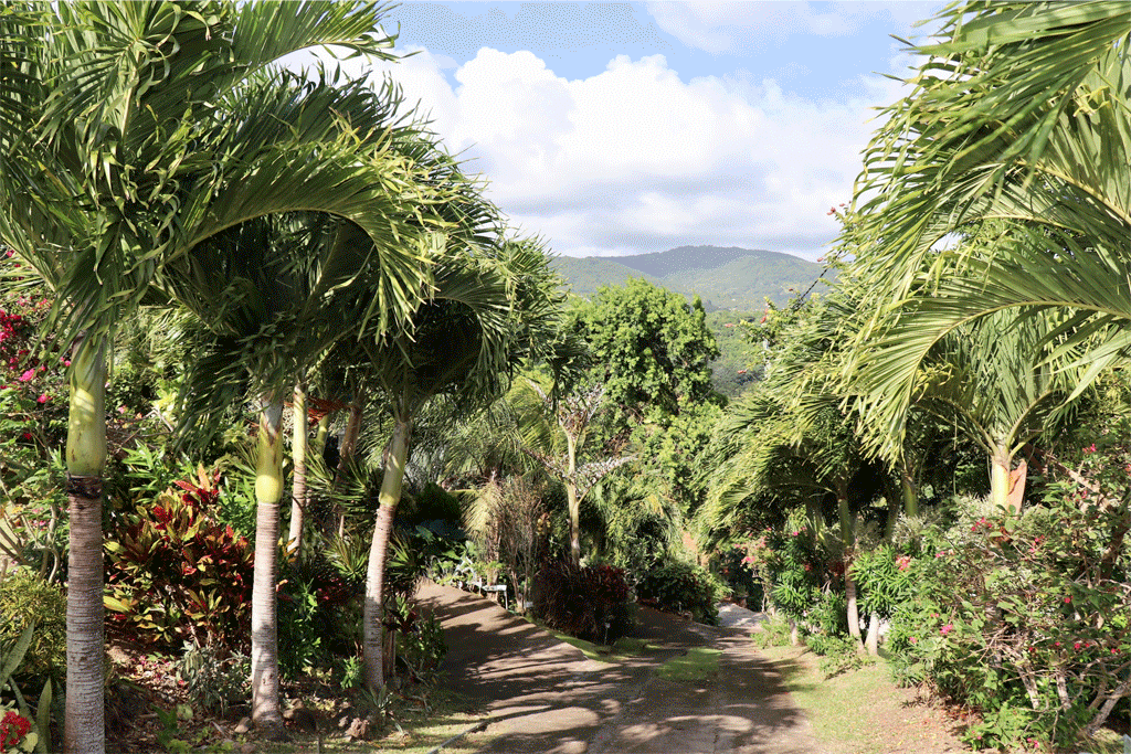 Palm Tree Gardens, Papillote Tropical Gardens & Lotus flower at Palm Tree Gardens