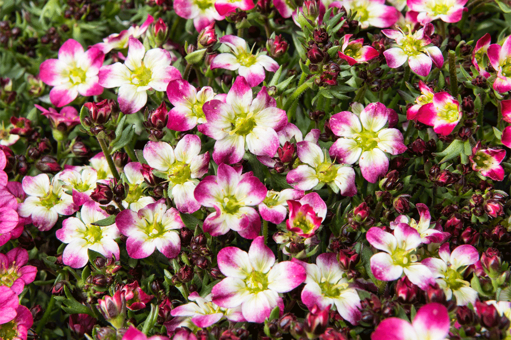 Hayloft-saxifragra-potw-1024x683 Marvellous Saxifraga x arendsii Marto Collection