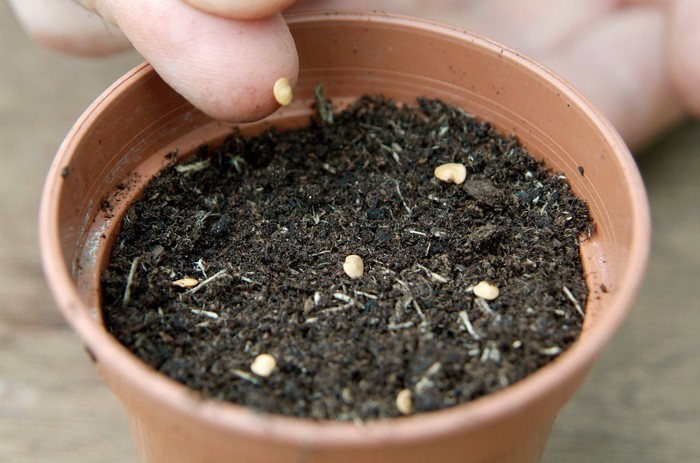 Sowing aubergine seed. Tim Sandall Sowing aubergine seed. Tim Sandall