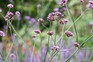 Small purple flowers of Verbena bonariensis on tall stems