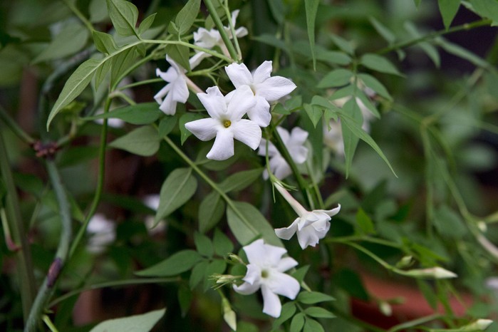 Common jasmine, Jasminum officinale Common jasmine, Jasminum officinale