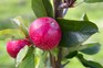 Best Apple Varieties to Grow