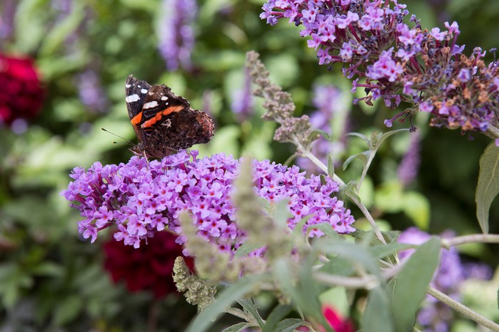 Buddleja Buddleja