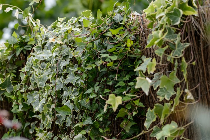 Mature ivy