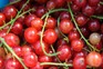 How to grow blackcurrants, redcurrants and whitecurrants How to grow blackcurrants, redcurrants and whitecurrants