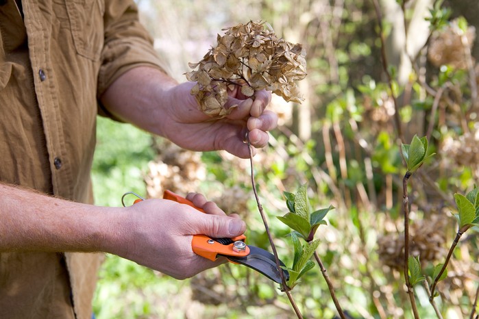 Deadheading hydrangeas Deadheading hydrangeas