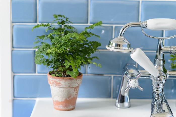 Maidenhair fern Maidenhair fern