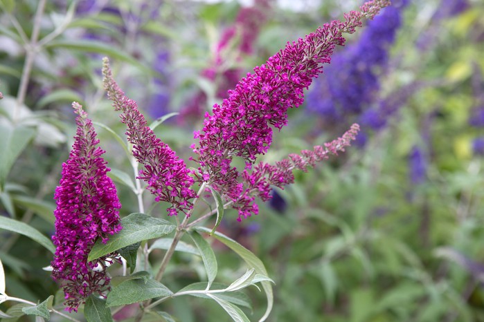 How to grow buddleia How to grow buddleia