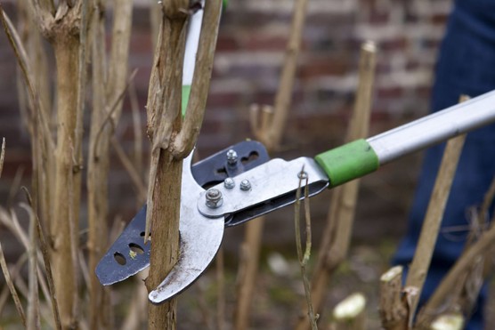 Pruning a buddleia with long-handled secateurs Pruning a buddleia with long-handled secateurs