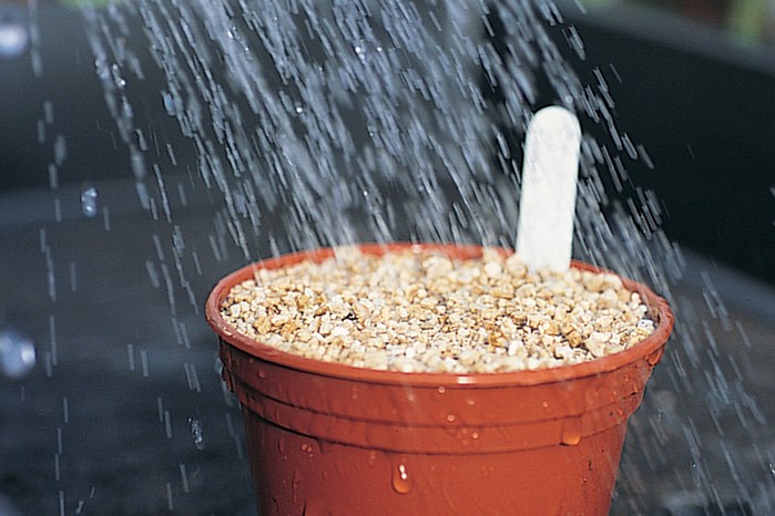 Watering pots after sowing Watering pots after sowing