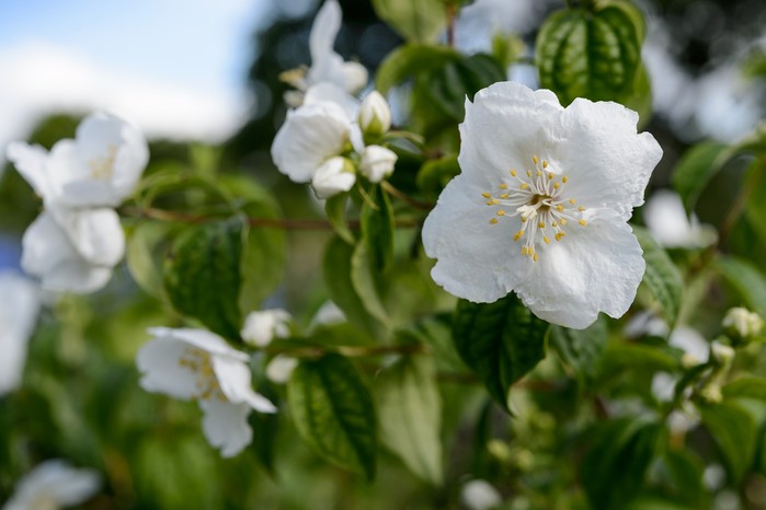 Philadelphus Philadelphus