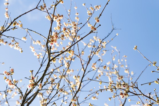 Wintersweet (Chimonanthus praecox). Sarah Cuttle