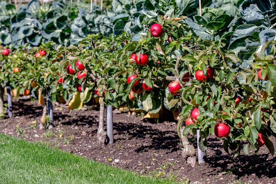 2048-1365-Apples_at_Gravetye_Manor_PDB_2_10_19_1732