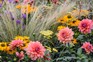 August border with dahlias, echinacea and grasses