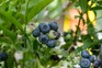 A cluster of ripening blueberries. Jason Ingram A cluster of ripening blueberries. Jason Ingram