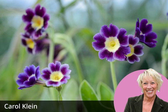 Carol Klein's favourite primulas Carol Klein's favourite primulas