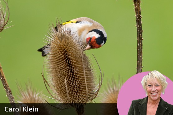 Carol Klein's plants for wildlife. Getty images. Carol Klein's plants for wildlife. Getty images.