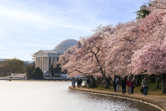 Washington, DC with beautiful cherry blossom