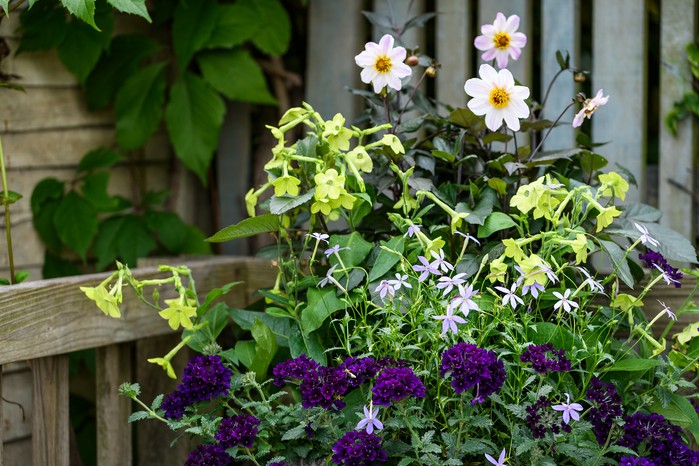 Nicotiana Lime Green tobacco plant Lime Green Dahlia Twyning's After Eight Isotoma axillaris Gemini Blue Glandularia Samira Blue Nicotiana Lime Green tobacco plant Lime Green Dahlia Twyning's After Eight Isotoma axillaris Gemini Blue Glandularia Samira Blue