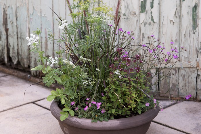 Pennisetum Senecio polyodon Ammi majus Origanum Erodium variabile Bishop’s Form Pennisetum Senecio polyodon Ammi majus Origanum Erodium variabile Bishop’s Form
