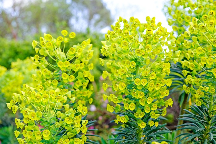 Euphorbia characias subsp. wulfenii Euphorbia characias subsp. wulfenii