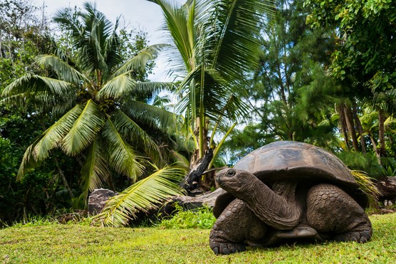 Aldabra giant tortoise roams on Curieuse island. Getty images Aldabra giant tortoise roams on Curieuse island. Getty images
