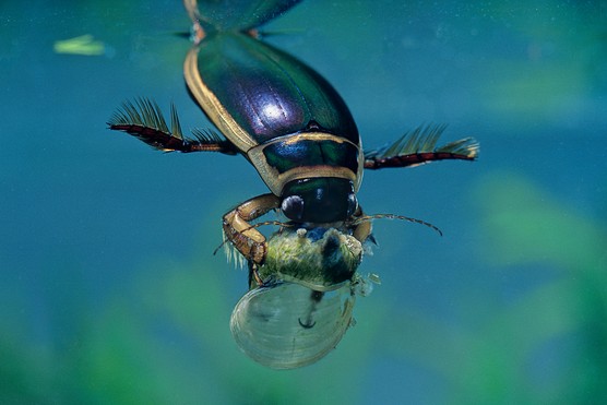 Great diving beetle eating under water. Getty images Great diving beetle eating under water. Getty images