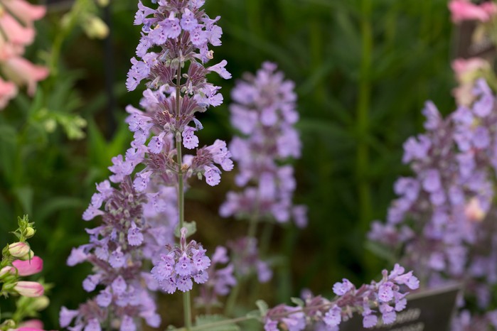 Nepeta racemosa 'Walker's Low' Nepeta racemosa 'Walker's Low'