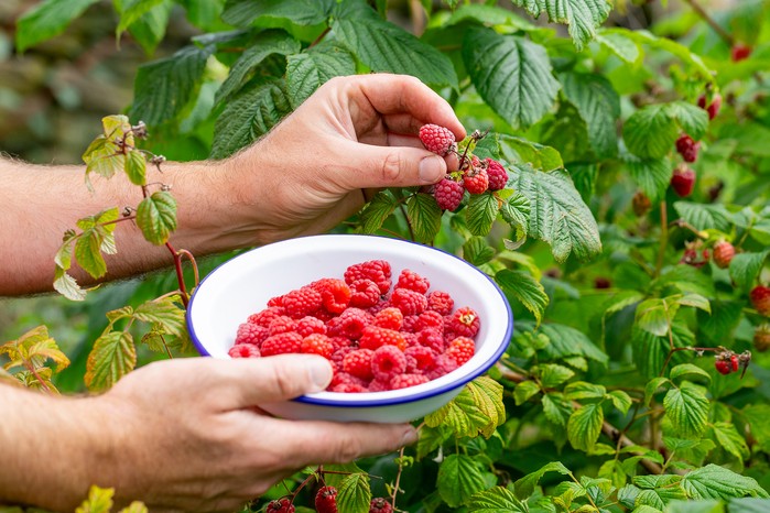 Harvesting raspberries. Neil Hepworth