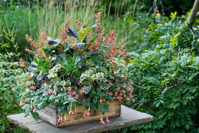 Salvia, pelargonium, fuchsia, calibrachoa Salvia, pelargonium, fuchsia, calibrachoa