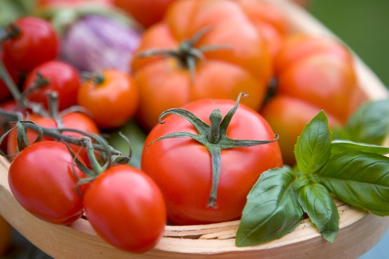 Trug with different tomato fruits Trug with different tomato fruits