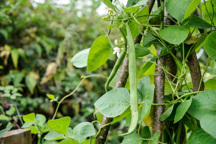 Runner beans growing up a wigwam. Jason Ingram Runner beans growing up a wigwam. Jason Ingram
