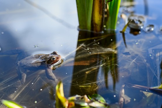 Frogs in wildlife pond in early spring Frogs in wildlife pond in early spring