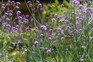 Butterfly on Verbena Bonariensis