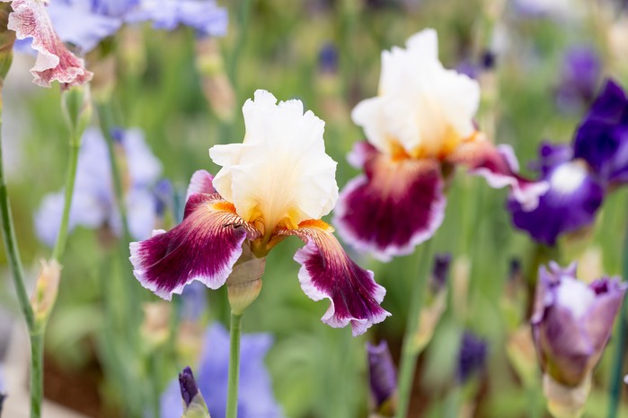 Bearded iris 'Care to Dance'. Paul Debois