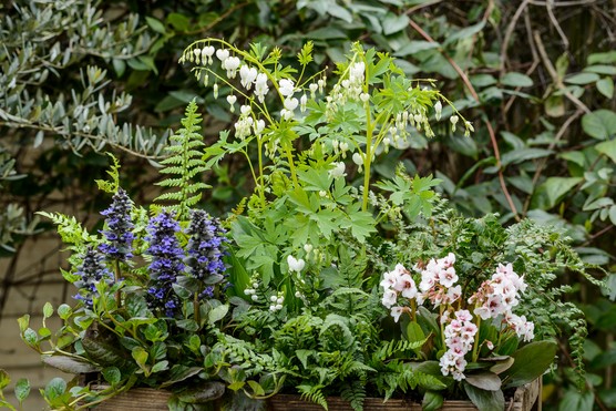 Pot of shade-loving spring flowers Pot of shade-loving spring flowers