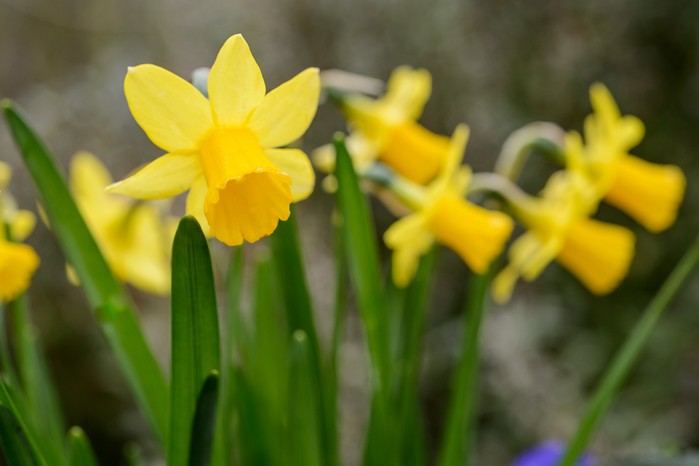 Daffodil flowers. Jason Ingram