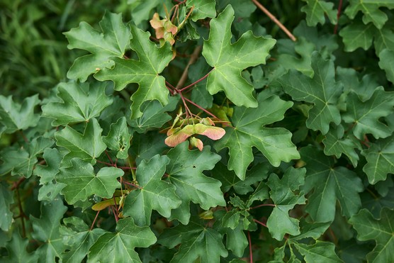 Acer campestre. Getty Images