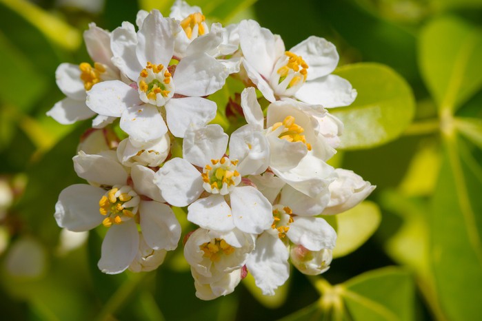 Choisya ternata. Getty Images Choisya ternata. Getty Images