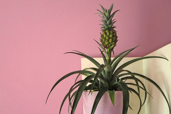 Pineapple plant. Getty images. Pineapple plant. Getty images.