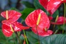 Anthurium andraeanum. Getty Images