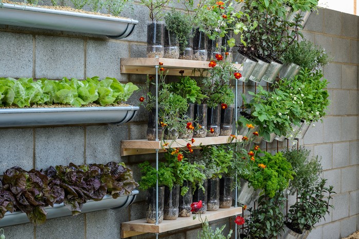 Vertical planting, with vegetables and herbs on a wall Vertical planting, with vegetables and herbs on a wall