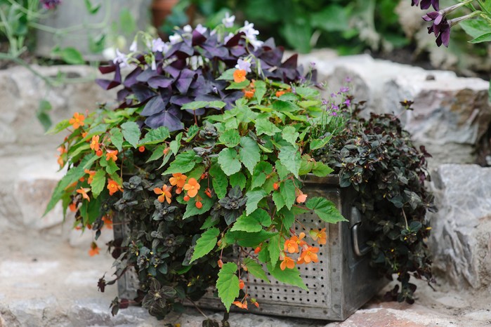 Shade-loving plants growing in a container
