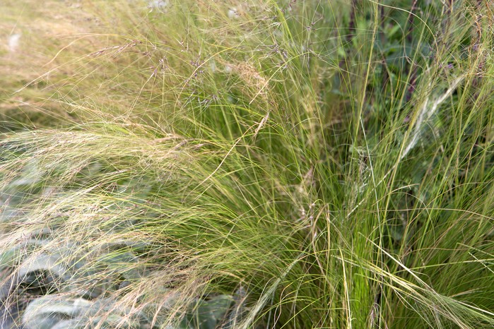 Ornamental grass – stipa tenuissima