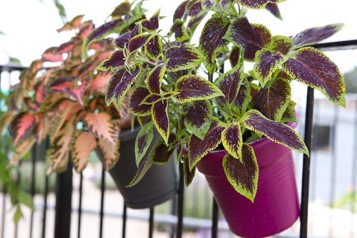 Coleus growing in pots on railing Coleus growing in pots on railing