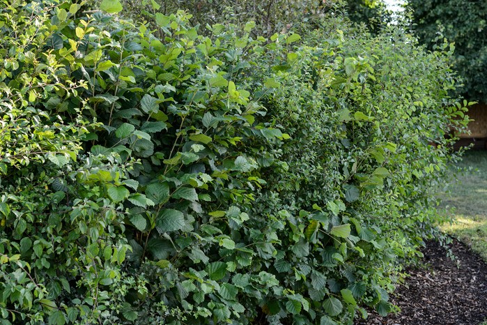 Blackthorn hedge. Jason Ingram Blackthorn hedge. Jason Ingram