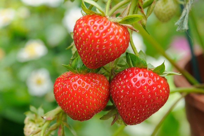 Strawberry 'Irresistible'. Tim Sandall Strawberry 'Irresistible'. Tim Sandall