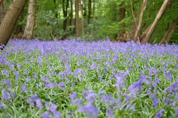 English bluebells. Rory Glanville