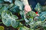 Harvesting broccoli. Jason Ingram
