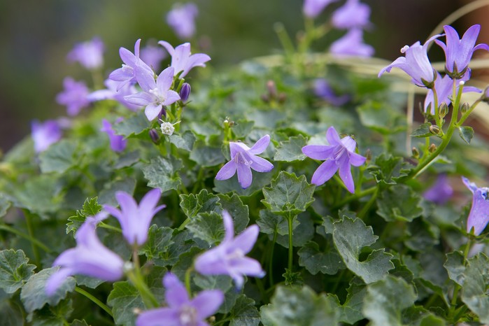 Best plants for bees - early summer flowers for bees